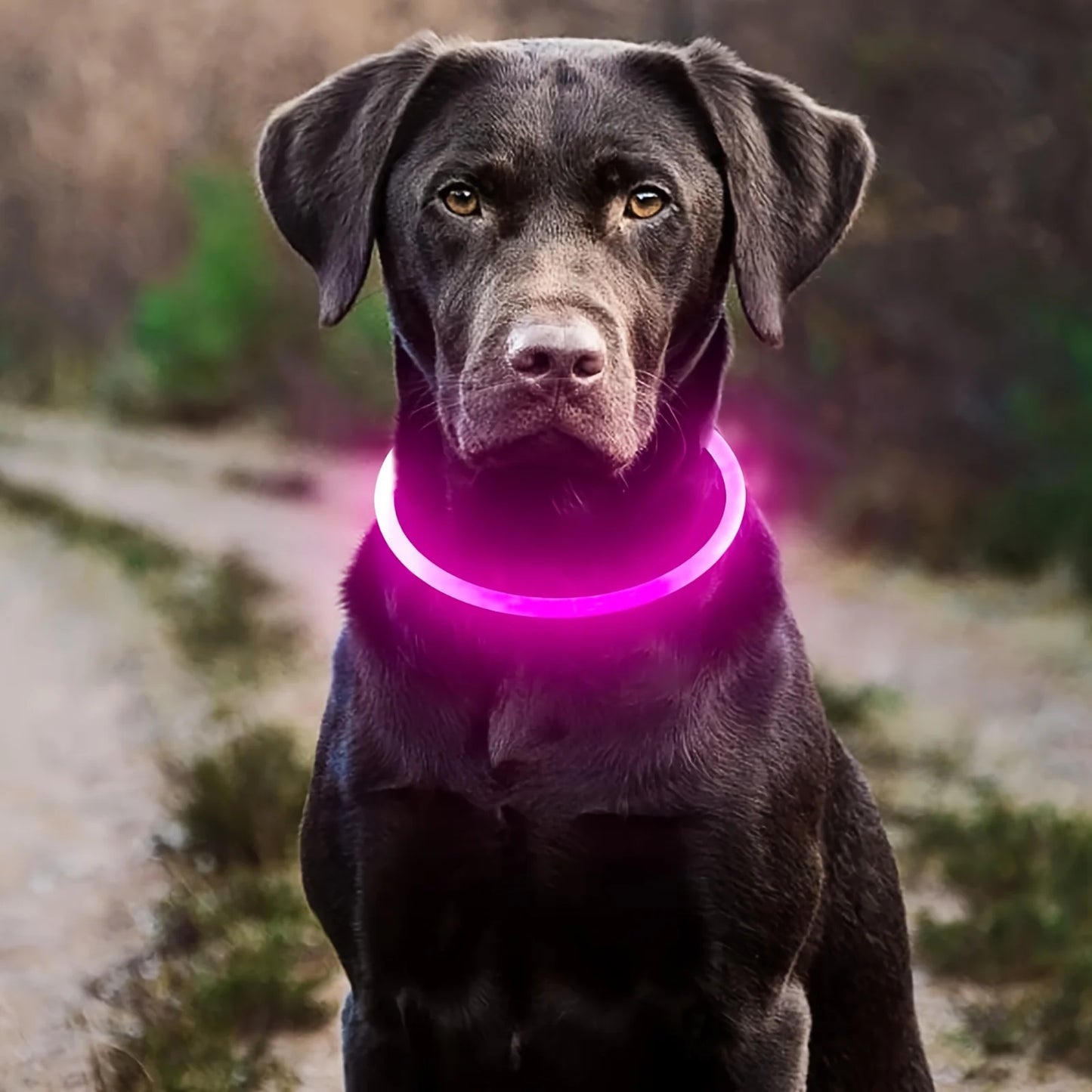 Collar LED Luminoso para Perros Recargable USB | Anti-Pérdida Nocturno