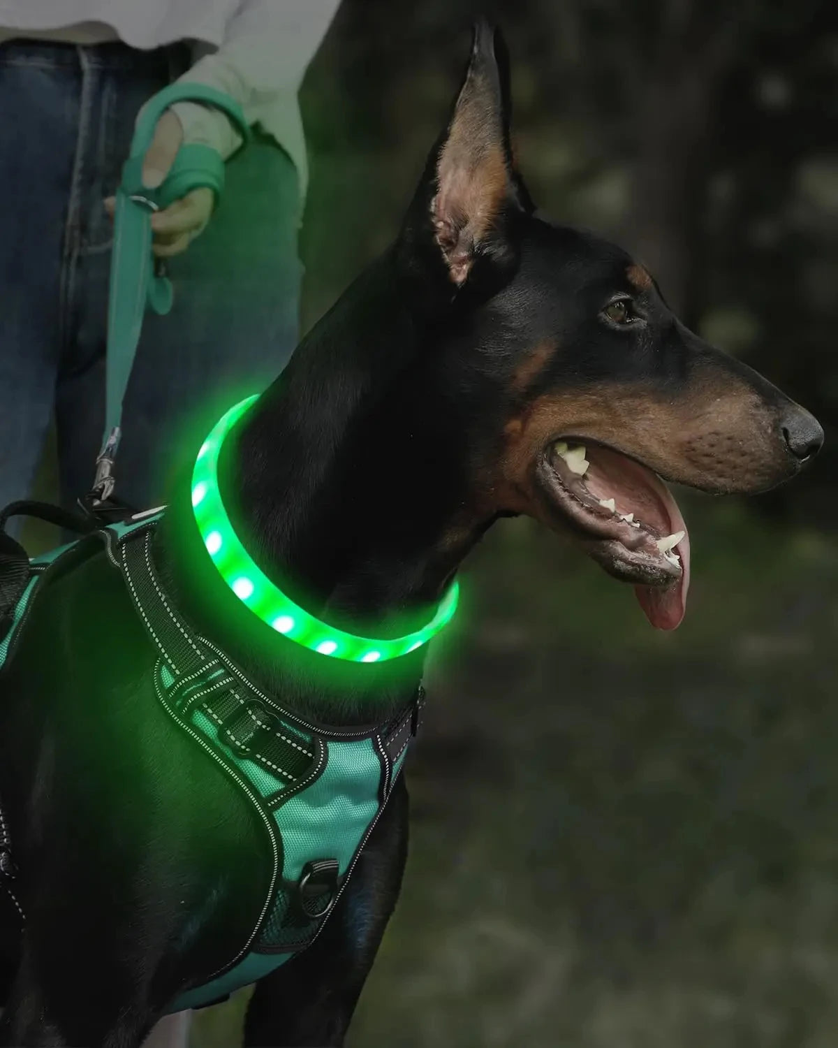 Collar LED Brillante para Perros Recargable USB | 9 Modos de Destello Silicona Ajustable
