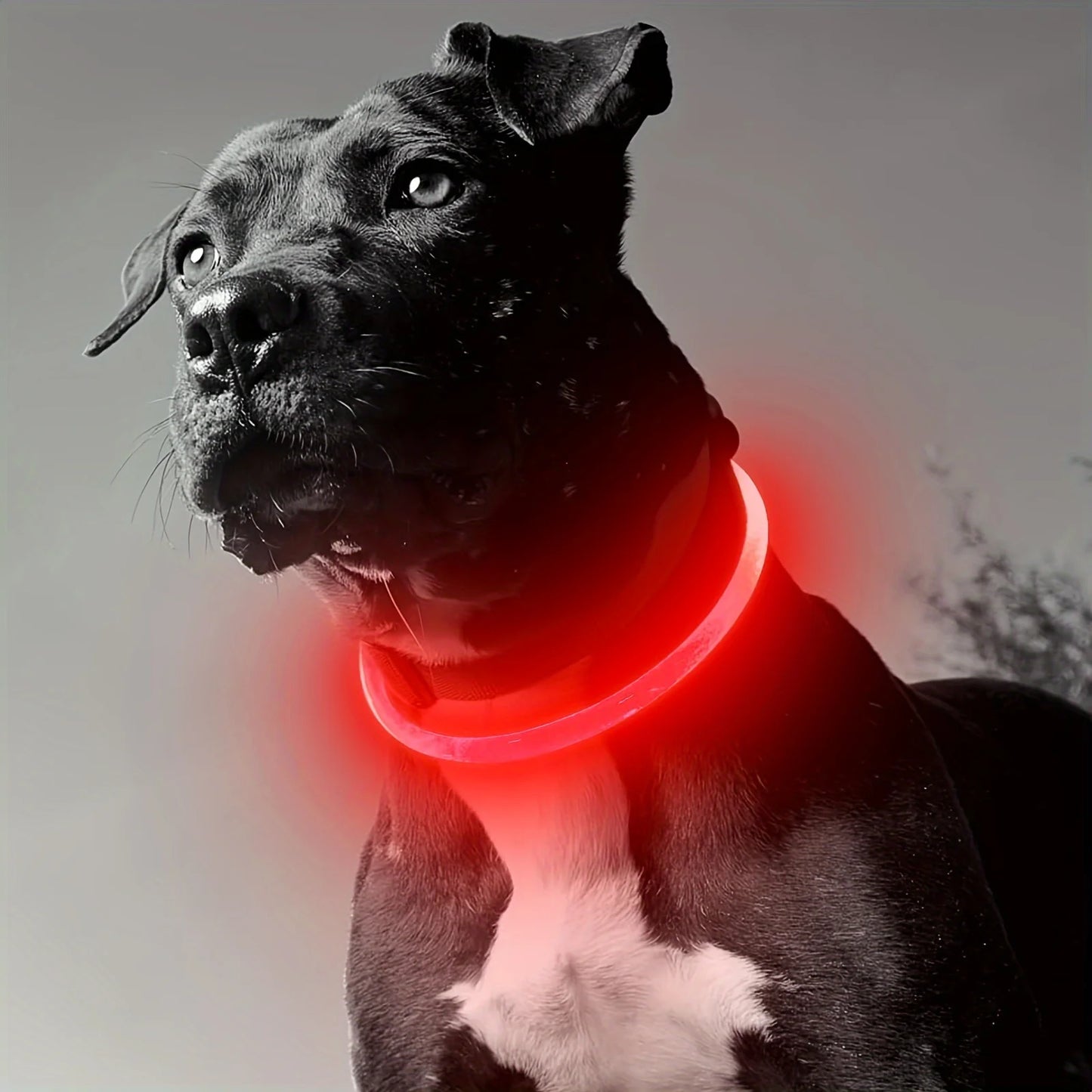 Collar LED Luminoso para Perros Recargable USB | Anti-Pérdida Nocturno
